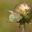 Closeups13_thumb