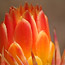 Closeups17_thumb